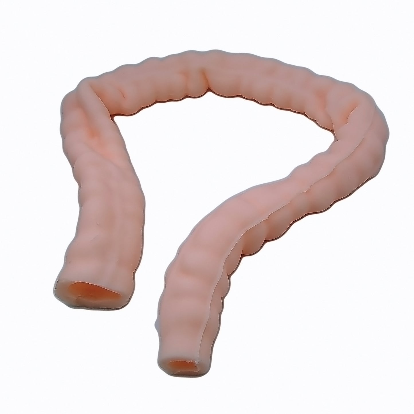 SZEMENTMD Large Intestine Model, Simulation Degree Up To 95% Large Intestine Model
