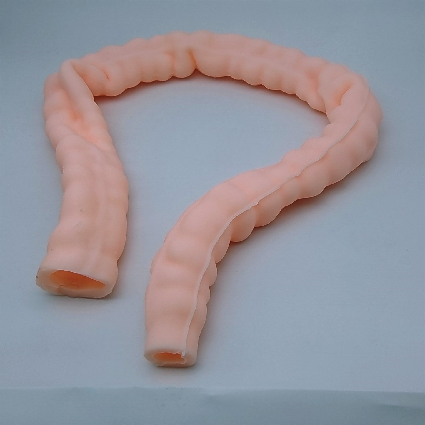 SZEMENTMD Large Intestine Model, Simulation Degree Up To 95% Large Intestine Model