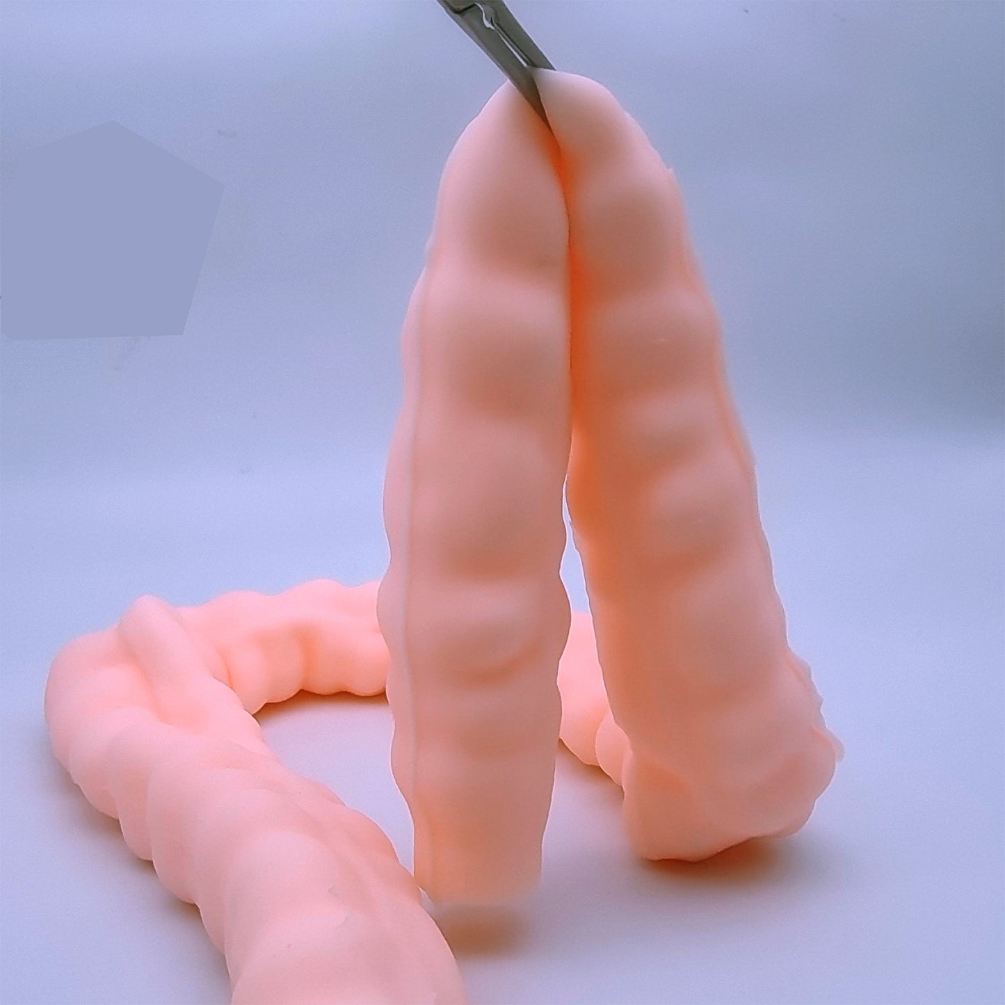 SZEMENTMD Large Intestine Model, Simulation Degree Up To 95% Large Intestine Model