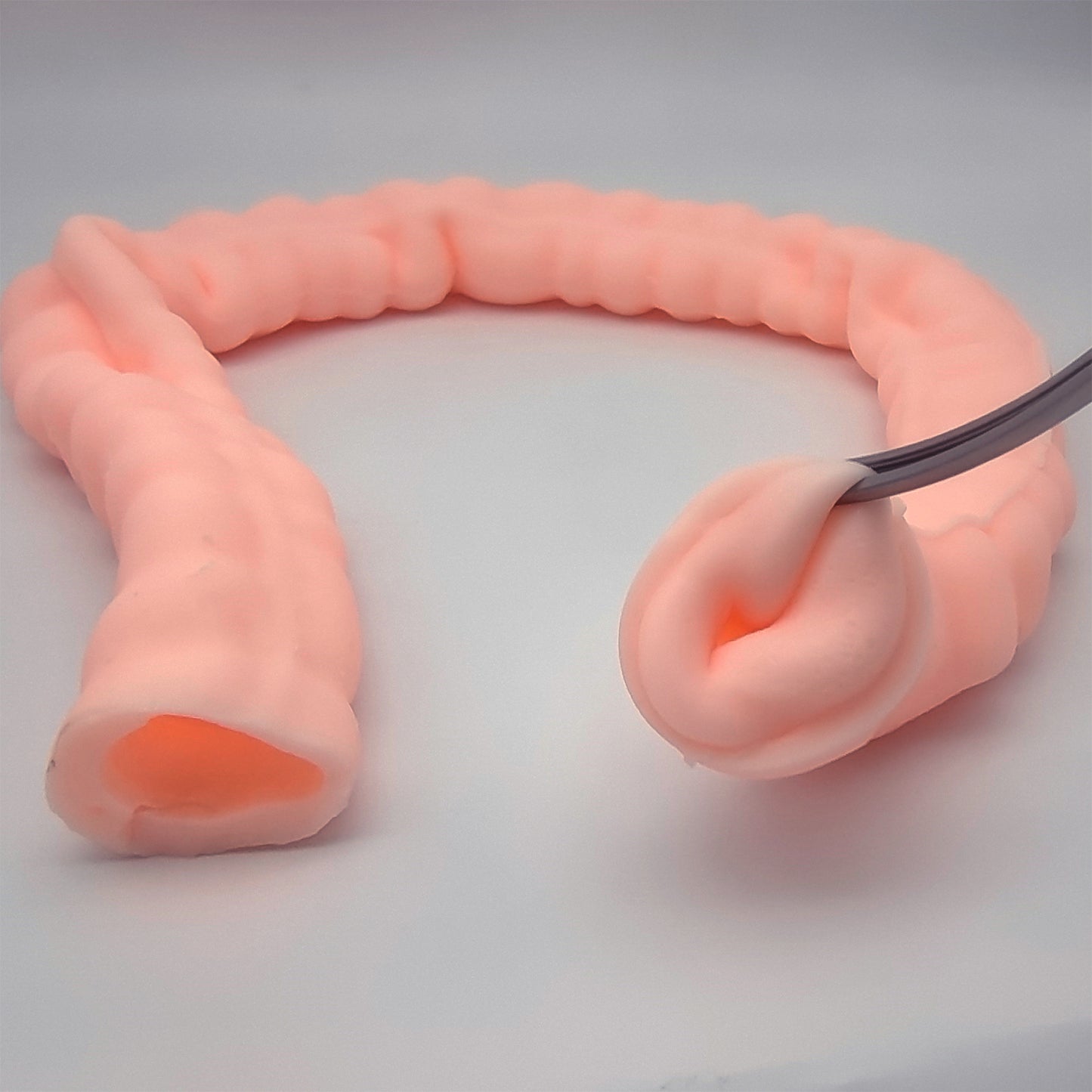 SZEMENTMD Large Intestine Model, Simulation Degree Up To 95% Large Intestine Model