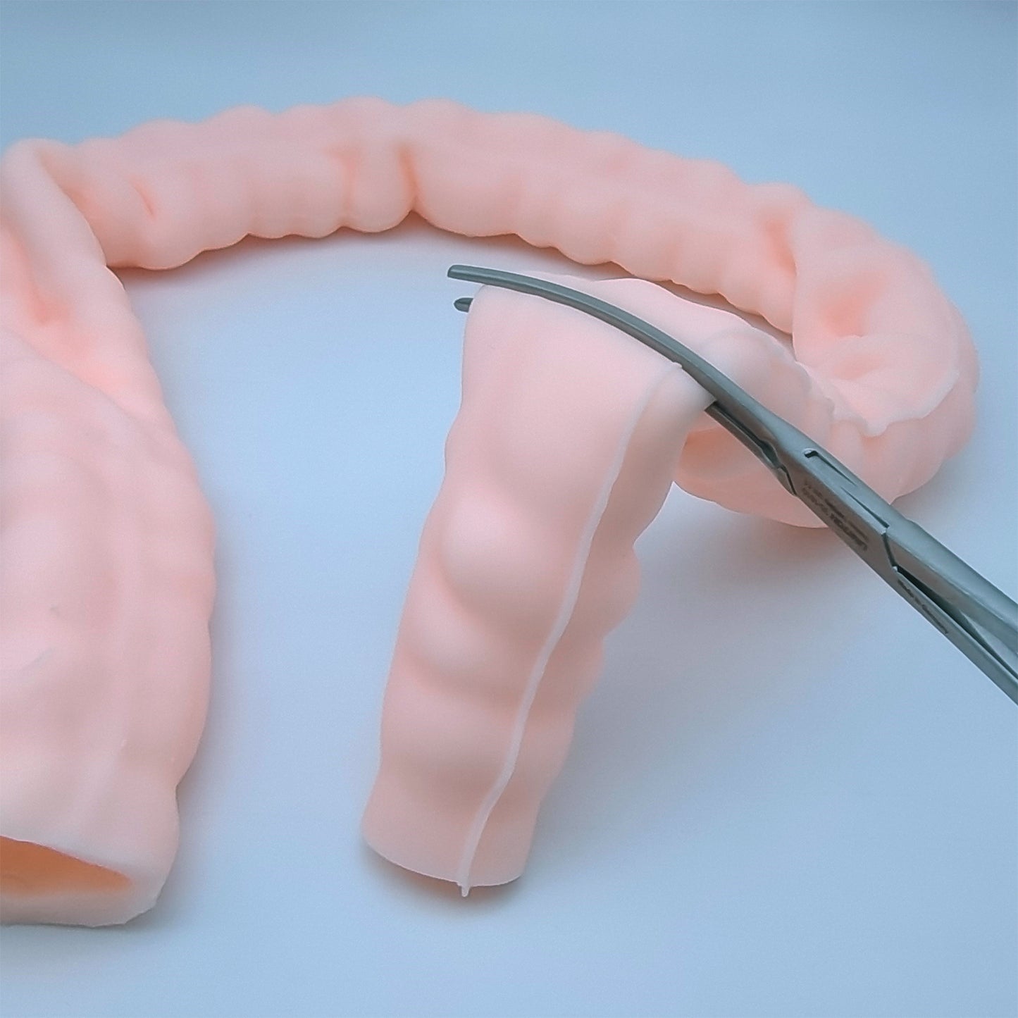 SZEMENTMD Large Intestine Model, Simulation Degree Up To 95% Large Intestine Model
