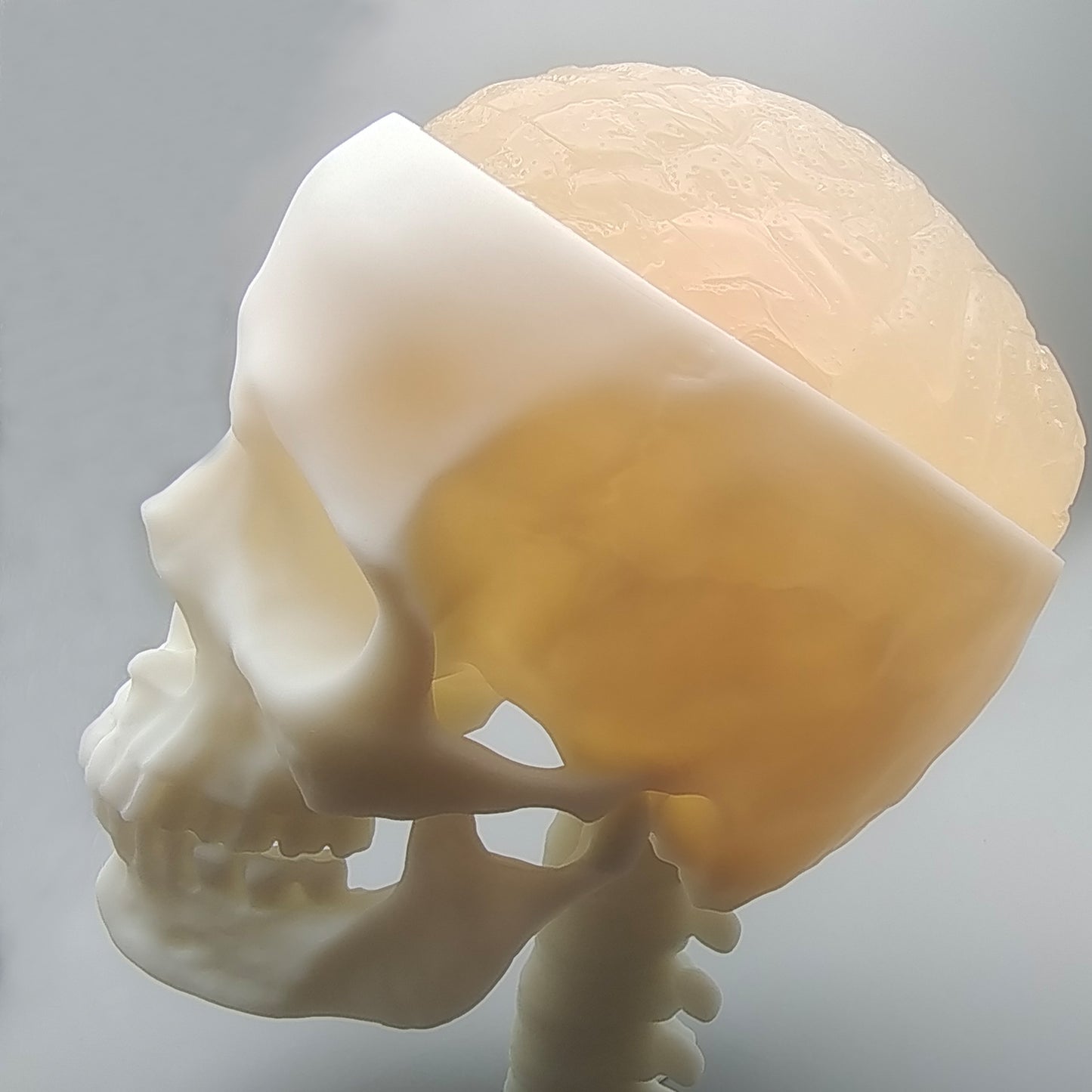Ultrasonic Puncture Skull Cerebrum Model, Simulated Ultrasound Skull Cerebrum Exploration