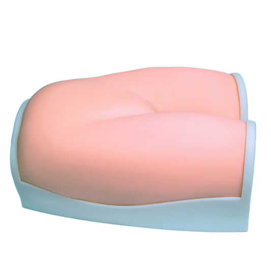 SZEMENTMD Ultrasound Maternity Model, Early Pregnancy (6 Months)