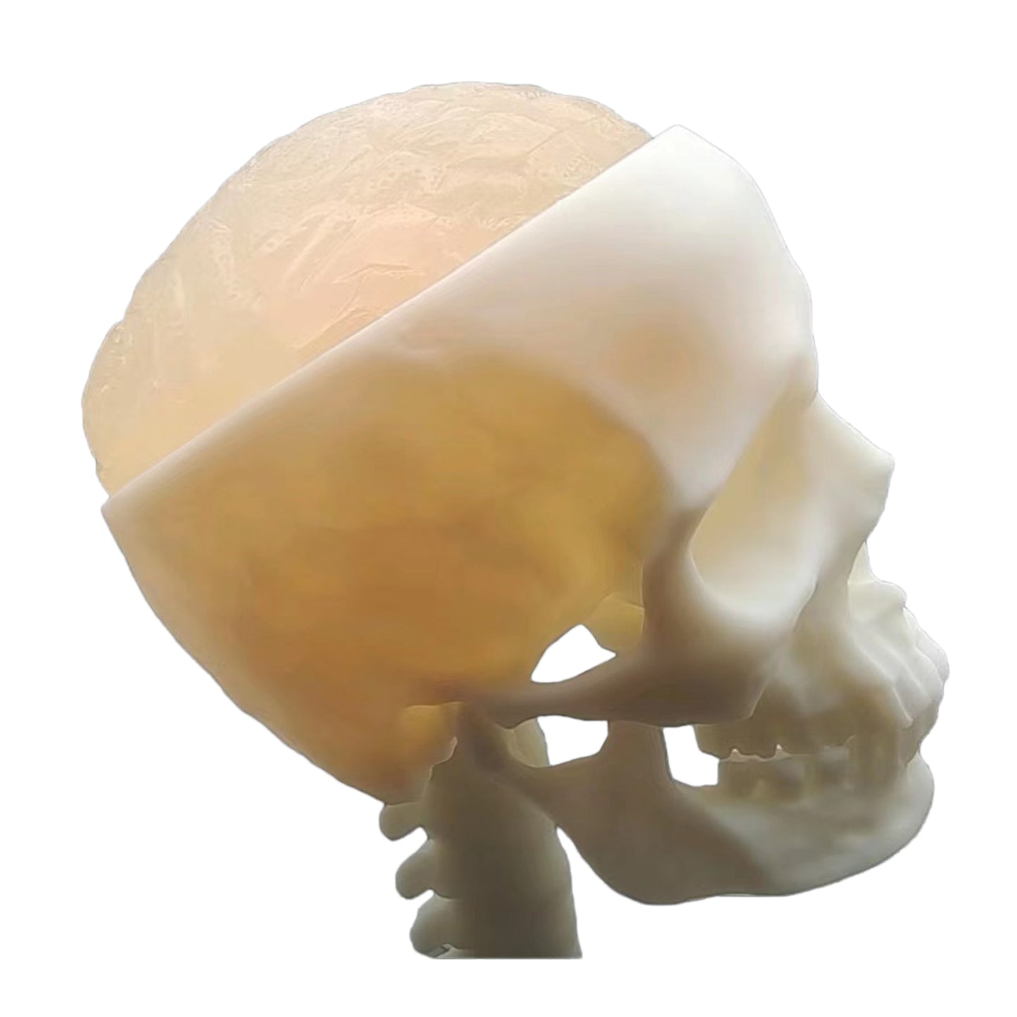 Ultrasonic Puncture Skull Cerebrum Model, Simulated Ultrasound Skull Cerebrum Exploration