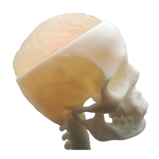 Ultrasonic Puncture Skull Cerebrum Model, Simulated Ultrasound Skull Cerebrum Exploration