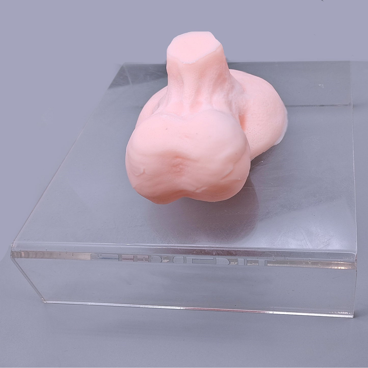 Ultrasound-Guided Testicular Biopsy Model