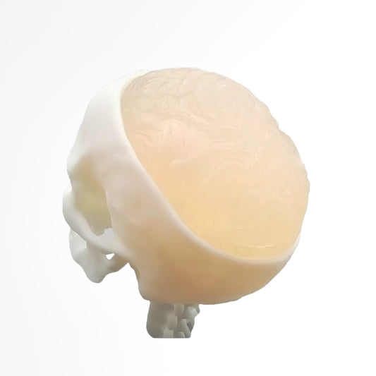 Ultrasonic Puncture Skull Cerebrum Model, Simulated Ultrasound Skull Cerebrum Exploration
