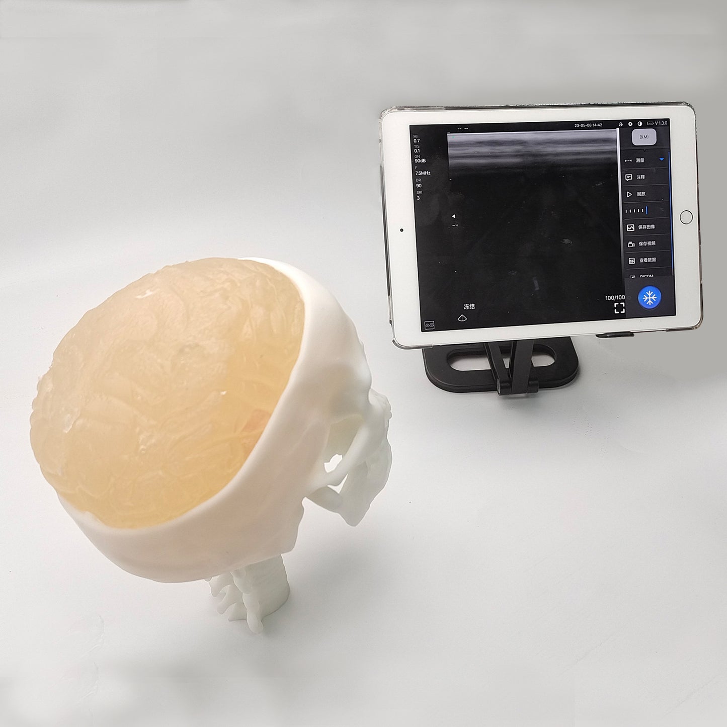 Ultrasonic Puncture Skull Cerebrum Model, Simulated Ultrasound Skull Cerebrum Exploration