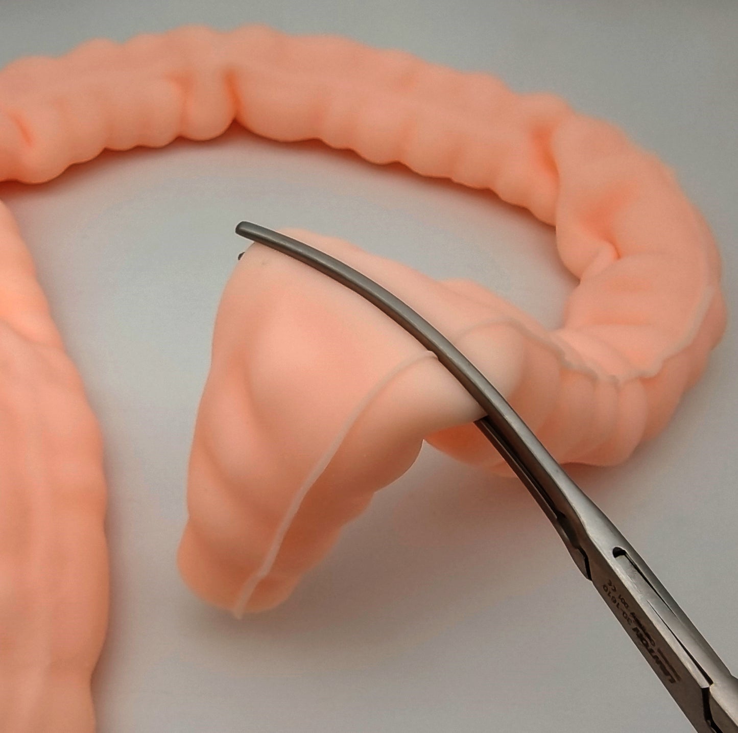 SZEMENTMD Large Intestine Model, Simulation Degree Up To 95% Large Intestine Model