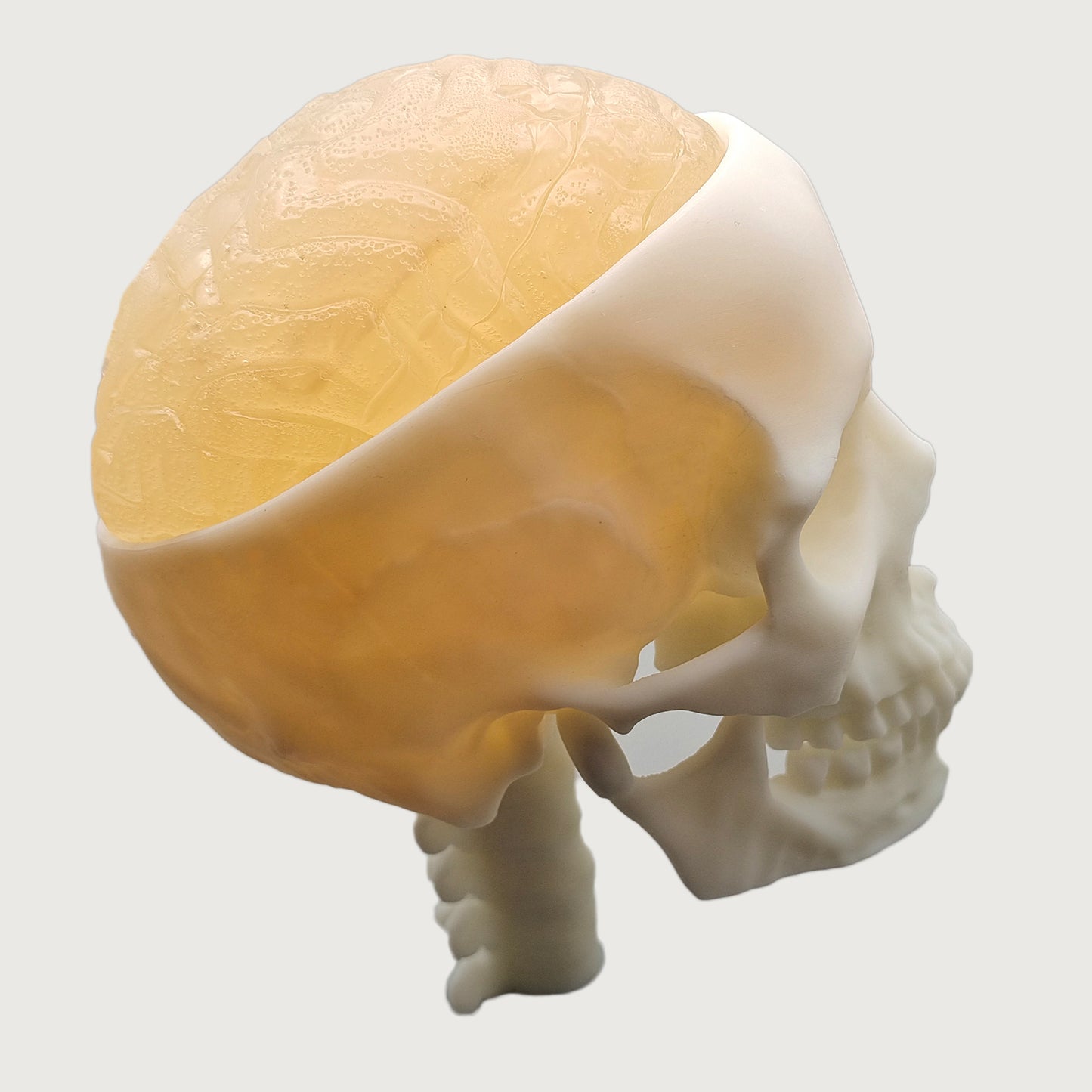 Ultrasonic Puncture Skull Cerebrum Model, Simulated Ultrasound Skull Cerebrum Exploration