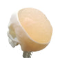 Ultrasonic Puncture Skull Cerebrum Model, Simulated Ultrasound Skull Cerebrum Exploration