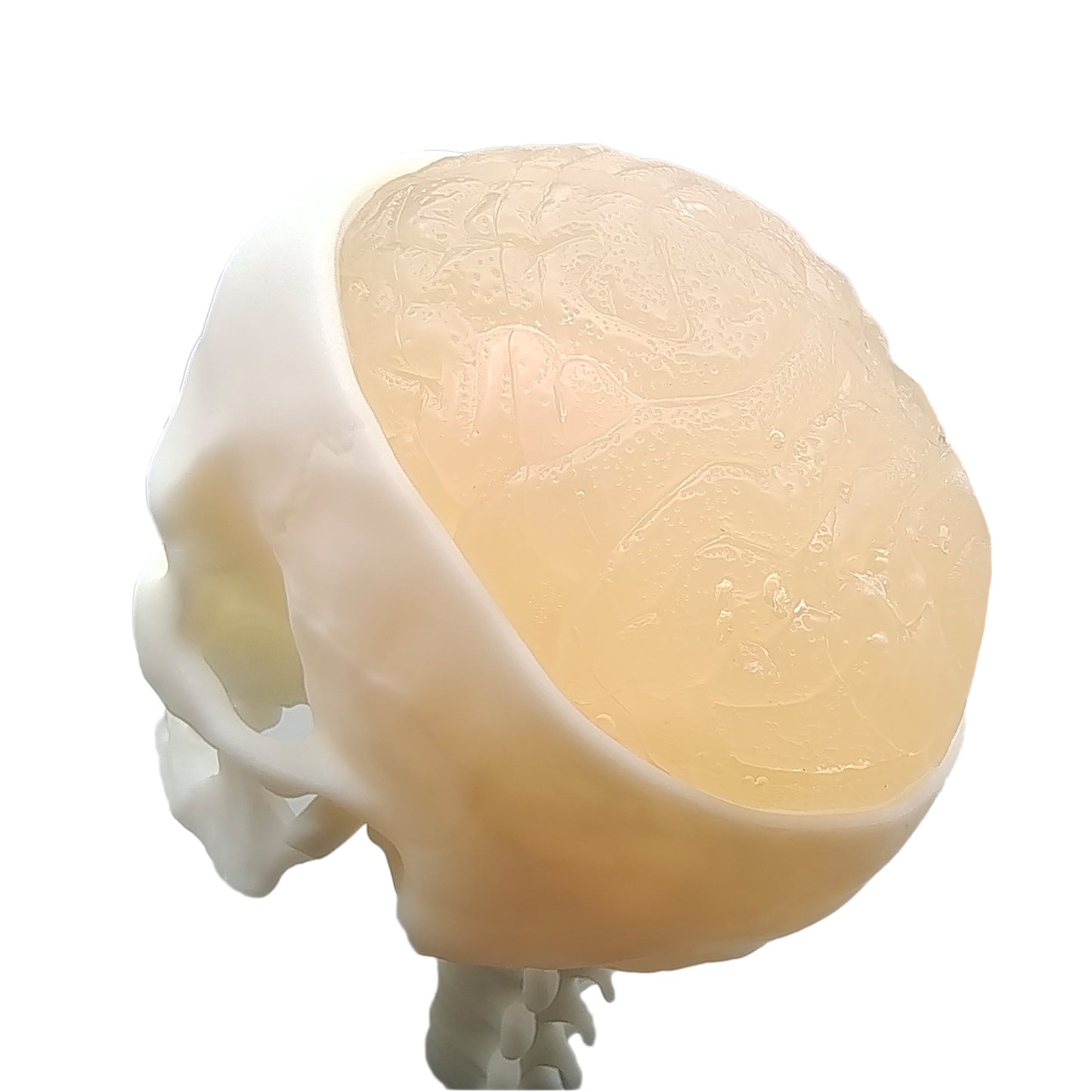 Ultrasonic Puncture Skull Cerebrum Model, Simulated Ultrasound Skull Cerebrum Exploration