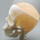 Ultrasonic Puncture Skull Cerebrum Model, Simulated Ultrasound Skull Cerebrum Exploration