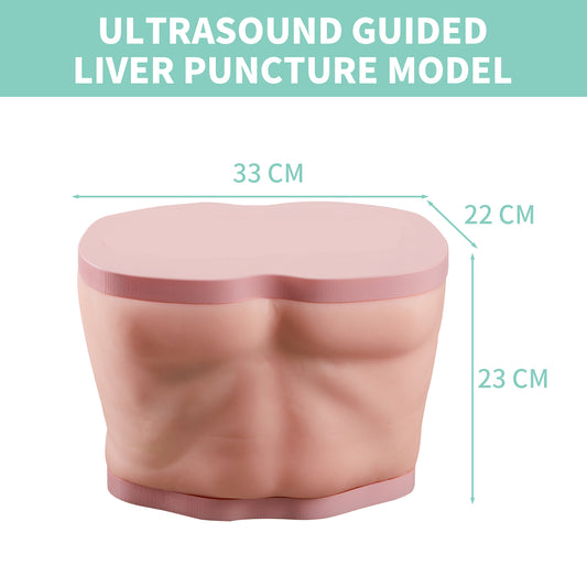liver ultrasound puncture model EMM-LM