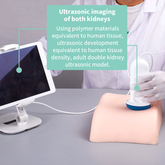 SZEMENTMD The kidney ultrasound puncture model EMM-KA