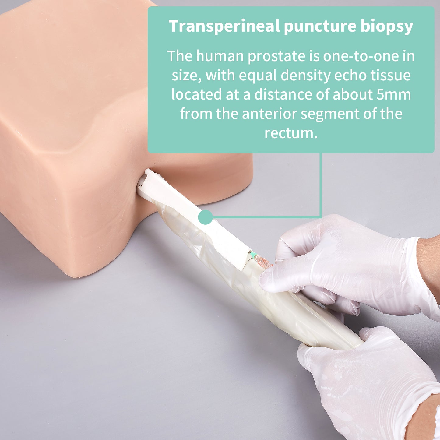 SZEMENTMD Prostate ultrasound puncture model EMM-QA