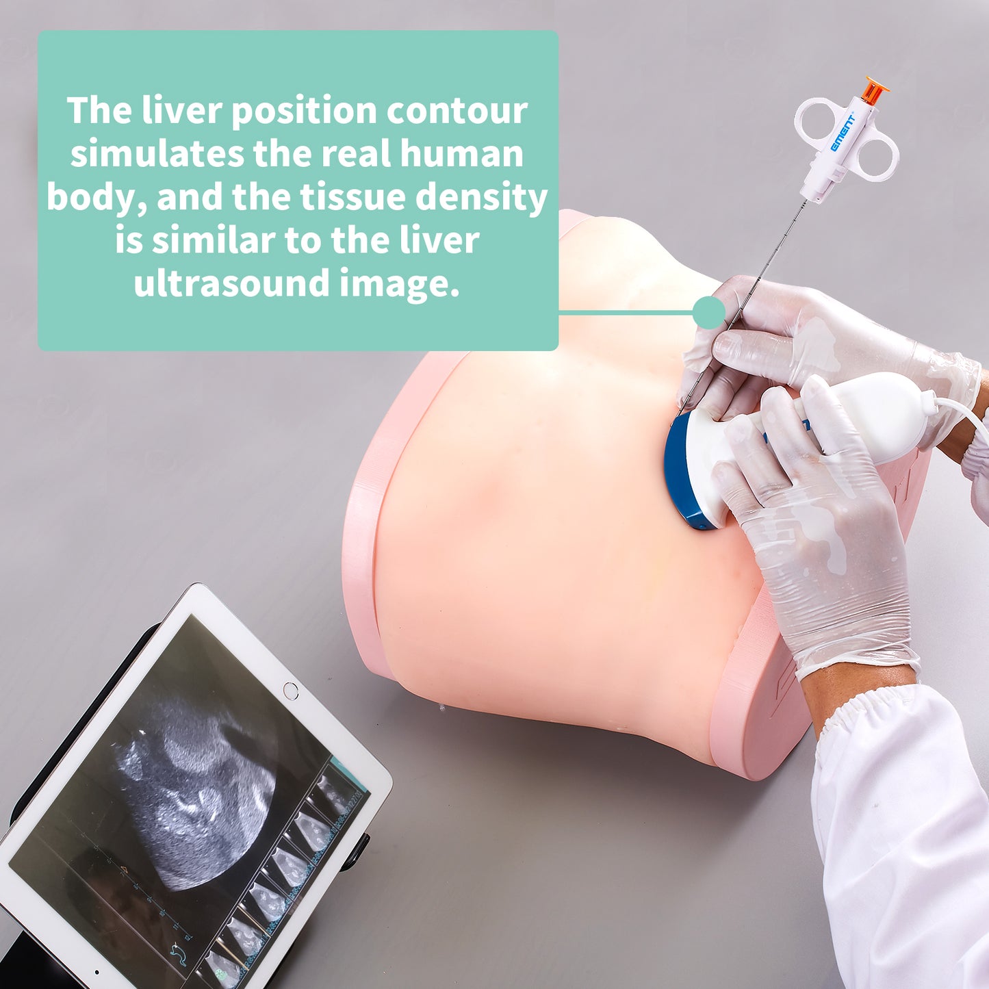 liver ultrasound puncture model EMM-LM